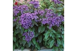 SVI Heliotrope (Heliotropium arborescens extra nain) Marine - 50 graines
