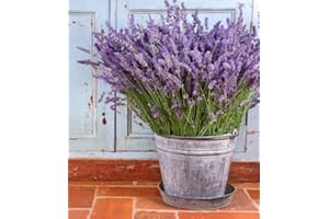 HAPPY GREEN SHOP English Lavender 300 seeds + Freebie + plant tag - Lavandula angustifolia