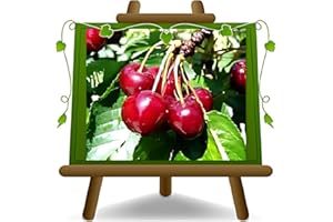 EURO PLANTS VIVAI cerise douce Bigarreau Moreau sur un pot de 26 max 200 cm - 4 ans