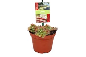 Pot de 9cm de droséra - Drosera alicae-