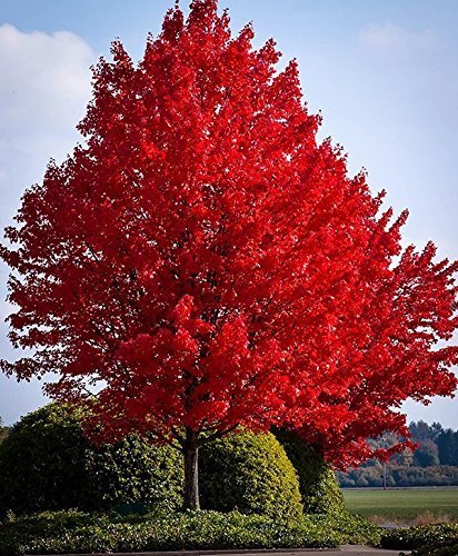 Semillas Xiton Árbol de arce rojo 40 Semillas UPC 643451295795