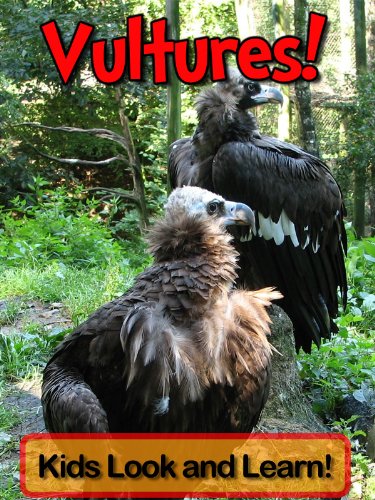 Vultures! Learn About Vultures and Enjoy Colorful Pictures - Look and Learn! (50+ Photos of Vultures) (English Edition) livre