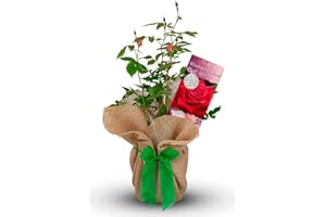 CARBETH PLANTS Rose Bush 'My Wonderful Husband' - A Gift for That Special Man in Your Life - Gift Rose Bush for The Garden