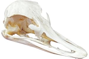 KSVMOAG Taxidermy Real Animals Skulls, Real Bones Specimen, Taxidermy Supplies for Science Education,oddities gift (Ostrich Skull(Approx.18cm))