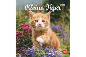 Katzen Postkartenkalender Kleine Tiger 2025: Entzückende Katzenkinder in einem kleinen Kalender zum Aufhängen oder Aufstellen. Tierischer ... für Katzenfans. (Postkartenkalender Heye)
