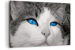 ARTTOR Cuadros Decoracion Salon Gato animales ojos azules Lienzos decorativos 120x80cm Cuadro Sobre Lienzo Moderno Dormitorio Cocina Cuadros Pared Imágenes Wall Art Prints Decor Grande XXL AA120x80-1144