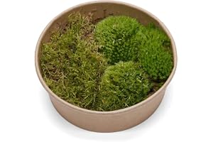 LIVE MOSS BUNDLE, Live Moss Set for Terrariums Bun Moss Carpet Moss for Mossarium, Terrarium Plant, Terrarium Supplies FRESH 