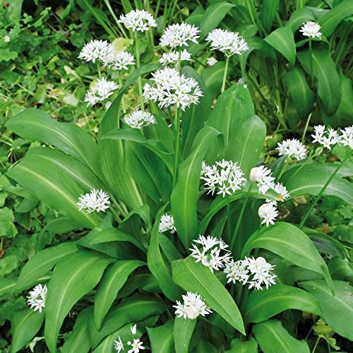 Bärlauch, 'Waldknoblauch'