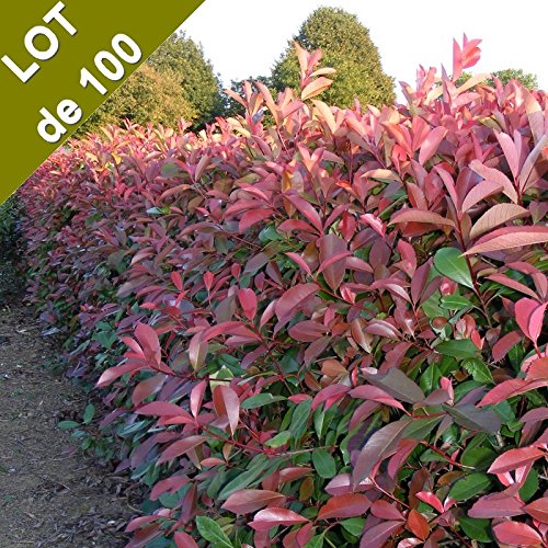Le photinia, un arbuste persistant au feuillage rouge pour tous les jardins