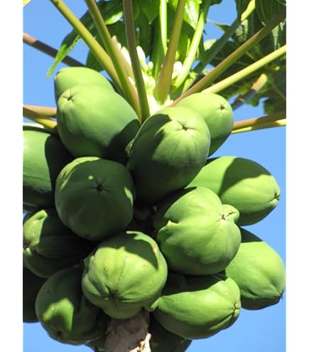 100 Semi Di Lanterna Cinese (Physalis) - Non Trattati, Riproducibili - Foto 5