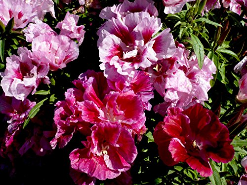 PREMIER SEEDS DIRECT - GODETIA WHITNEYI - Azalea Double Mixed - 3 GRAM ~ Approx 4500 Seeds