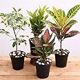 Mphmi NCR Winter Plants z 4 Colorful Foliage House Plants for Indoor Decoration Croton Plant, Codiaeum variegatum Aglaonema siam aurora, Aglaonema lipstick Schefflera Variegated Super Marble Pebbles