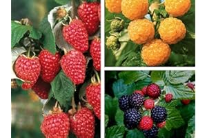 AMAZONSEEEDS KIT LAMPONE ROSSO, LAMPONE GIALLO, LAMPONE NERO