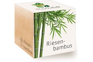 Feel Green Ecocube Riesenbambus, Idea de Regalo sostenible (100% Eco Friendly), Grow Your Own/Anzuchtset, Plantas en Cubos de Madera, Fabricado en Austria