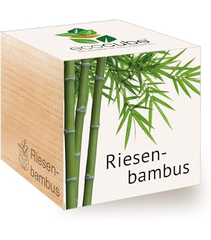 Winterharter Bambus - Frostharter Riesenbambus Phyllostachys pubescens- 30  Samen : Amazon.de: Garten