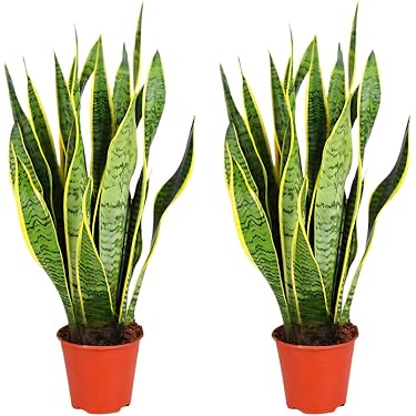 compo floranid rasendünger plus unkrautvernichter toom COMPO Rasendünger plus Unkrautvernichter kaufen main image 1