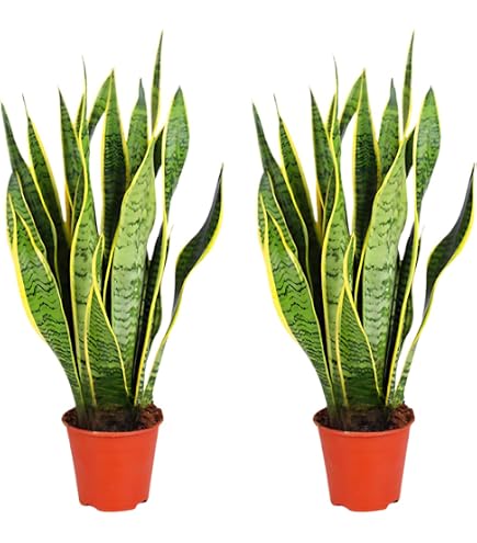 Zimmerpflanze von Botanicly  Buntblttrige Klimme  Hhe: 150 cm  Cissus  discolor : Amazon.de: Garten