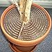 Safetots Plant Pot Soil Guard Brown