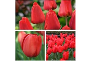 HUMPHREYS GARDEN Darwin Hybrid Tulip Apeldoorn x 30 Flower Bulbs Size 10/11 One of The Most Well-Known Tulips Around The World. Easy to Grow