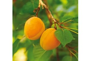 VEG SRLS Pianta da frutto ALBERO SIMILE DI ALBICOCCO PUGLIESE-PRUNUS ARMENIACA PRECOCE LOCALE- A MATURAZIONE PRECOCE A RADICE NUDA - 1 METRO pianta vera