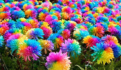 25x Bunte Blumen Samen Regenbogen Saatgut Blumensamen Hingucker Pflanze Blumen Rarität Garten Neuheit #94 - 4
