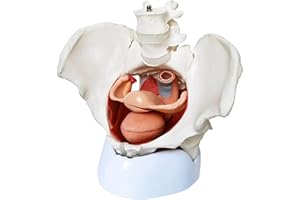 CRANSTEIN SCIENTIFIC Cranstein A-370 - Modellino di pavimento pelvico femminile, 7 pezzi con base