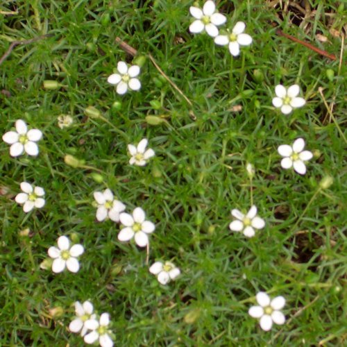 Sternmoos (Sagina subulata)