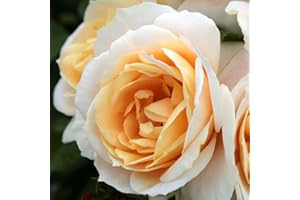 DUTCH BULBS EXCLUSIVE PLANTS FROM HOLLAND Piantine di Rosa Crema (1 pianta profumata), grandi piante perenni resistenti, piante dall'Olanda per giardino e vaso (senza semi, bulbi e non artificiali)