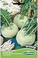 Germisem Kohlrabi WENER WHITE