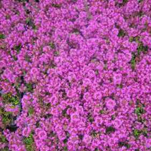 lichtnelke - Polsterthymian ( Thymus praecox ' Atropurpurea ' )