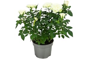 NATURGARDEN Rosal Mini Flor de Color Blanco 10cm Planta Natural en Maceta