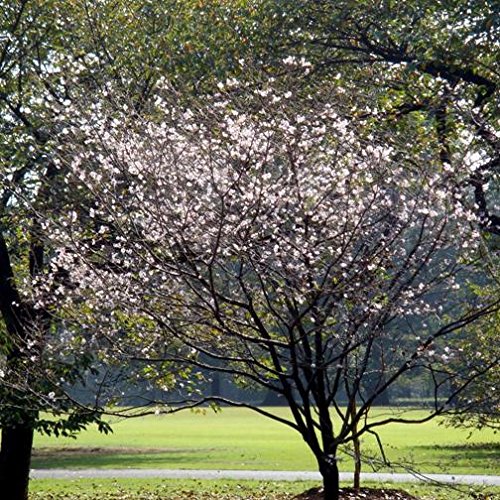 Prunus subhirtella "Autumnalis" (Ciliegio da fiore) [H. 200 cm.]