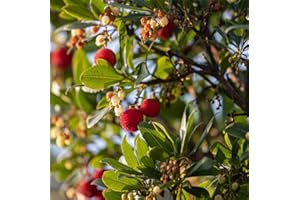 Corbezzolo "Arbutus unedo" Strawberry Tree pianta da frutta in vaso ø18 cm h 60/90 cm - Vivaio di Castelletto