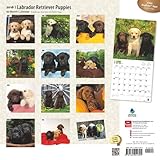 Image de Labrador Retriever Puppies 2016 Calendar
