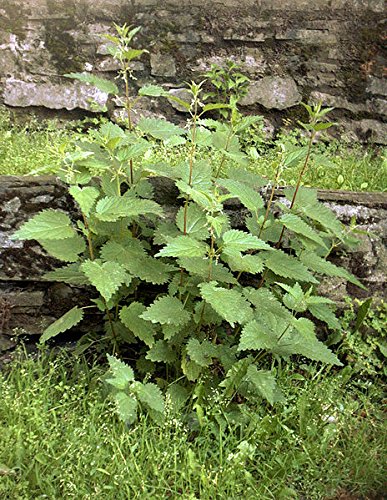 Echte Brennnesseln -Urtica dioica- 1 Portion mindestens 100 Samen/Saatgut