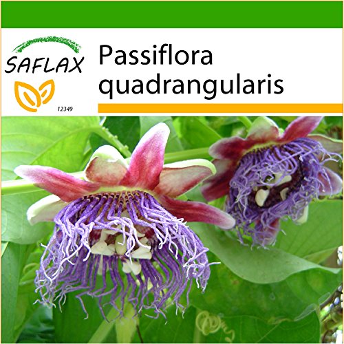 SAFLAX - Riesengranadilla / Königsgranadilla - 12 Samen - Mit Substrat - Passiflora quadrangularis