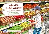 Image de Wie der Apfel wächst. Von der Blüte bis zur Frucht. Kamishibai Bildkartenset.: Entdecken - Erzähl