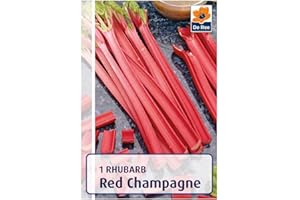 BEDWEN 1 x Rhubarb Crown 'Red Champagne'. Grow Your own Veg Bulbs