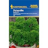 Petersilie Mooskrause 2 ein- bis zweijährig