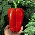 Sweet Pepper 'Red King' F1 Hybrid Capsicum Bell Pepper Half-Hardy Annual Easy to Grow Your Own Outdoor Garden Vegetable Plants 1x Pack (Approx. 8 Seeds) by Thompson and Morgan