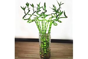 FLOWER FIELD STORY 60 Stück Mini Lucky Bamboo Seeds Baum Bonsai Frische Natur Bringen Sie Viel Glück Und Reichtum Bambus Topf