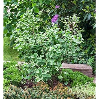 Seedeo Ginkgo (Ginkgo biloba) Pflanze 2,5 Jahre: Amazon.de