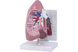 3B Scientific Lung Model