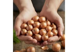 ‎DUTCH BULBS EXCLUSIVE PLANTS FROM HOLLAND Wintersteckzwiebeln Stuttgarter Riesen (500 gr) - Steckzwiebeln Winterhart - Hoher Qualität aus Holland (kein Samen) - Mild scharfe Gemüsezwiebel, Steckzwiebel größe 14-21 mm