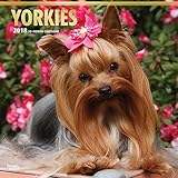 Yorkshire Terriers - Yorkshire Terrier 2018 - 18-Monatskalender mit freier DogDays-App: Original BrownTrout-Kalender [Mehrsprachig] [Kalender] (Wall-Kalender) by 