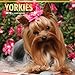 Yorkshire Terriers - Yorkshire Terrier 2018 - 18-Monatskalender mit freier DogDays-App: Original BrownTrout-Kalender [Mehrsprachig] [Kalender] (Wall-Kalender) by 