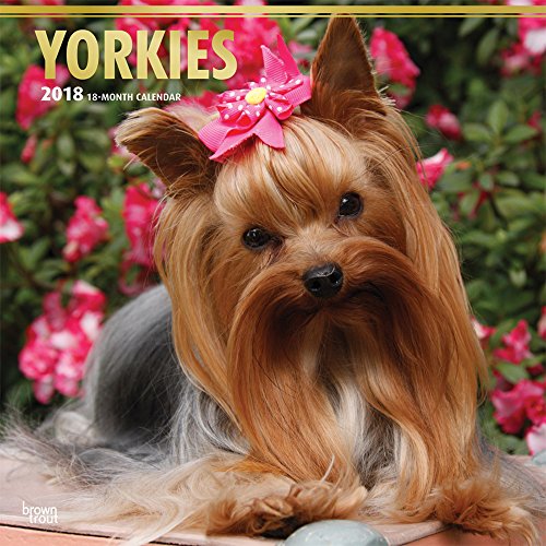 Yorkshire Terriers - Yorkshire Terrier 2018 - 18-Monatskalender mit freier DogDays-App: Original BrownTrout-Kalender [Mehrsprachig] [Kalender] (Wall-Kalender)