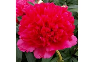 COOTO 1x Rizoma Peonias Plantas de exterior Peonias naturales Decoracion jardin exterior plantas Peonia Command Performance