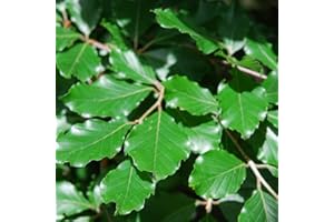 TREES BY POST Hëtre Commun (Fagus Sylvatica) Jeunes Arbres 20-40 Cm Racines Nues Pour Constitution Haie Bois Ou Isolé