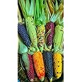 Oakwood Farms Imported sweet corn seeds | multicolor corn Seeds | sweet corn Seed For Farming your Home & Garden planting Pack of 50 seeds